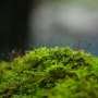 Musgos y flores crecen igual