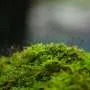 Musgos y flores crecen igual